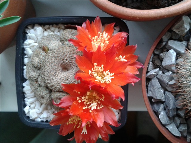 Rebutia Heliosa